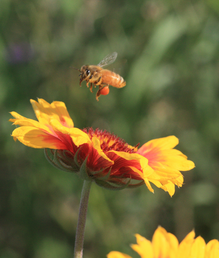 Bee over Flower